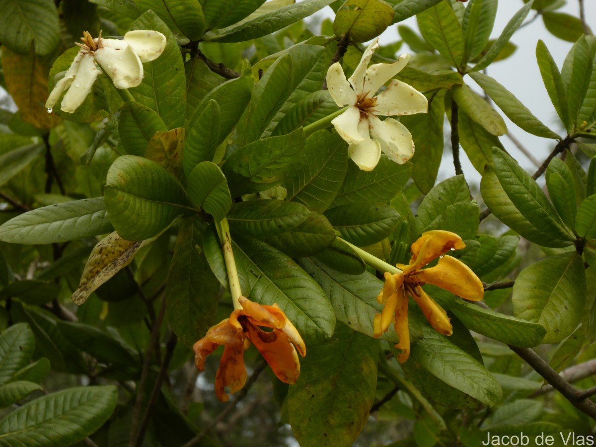 Gardenia fosbergii Tirveng.